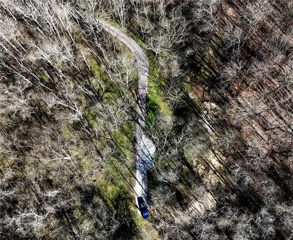 a view of a forest with a tree