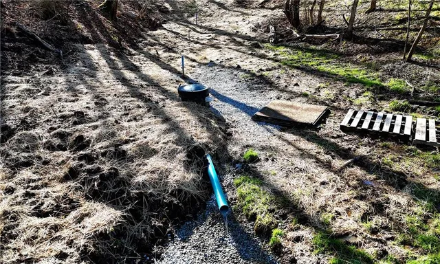 a view of a forest with lawn chairs