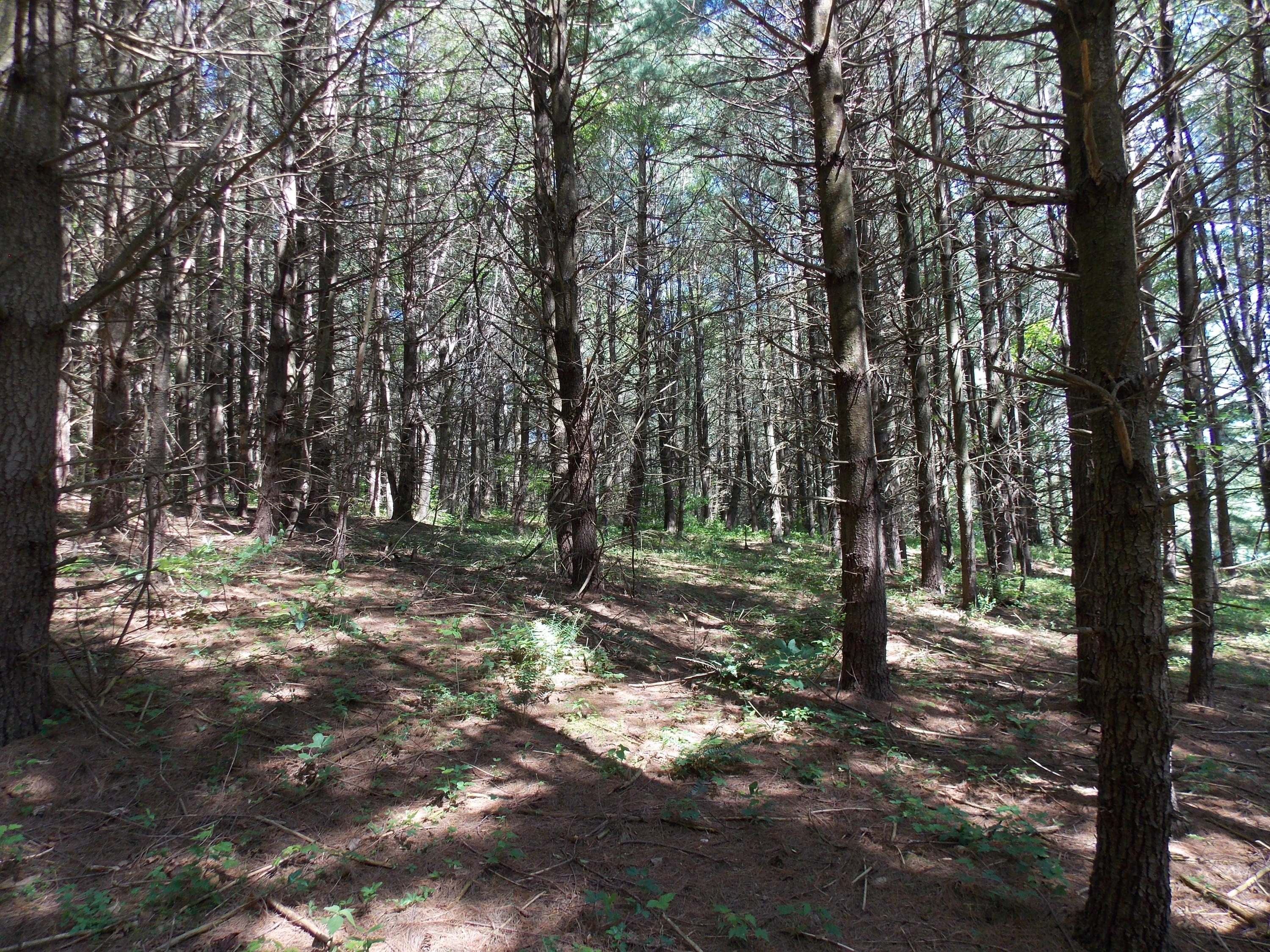 4147 Webbs Mill Road North Riner, VA 24149 - Photo 28 of 53 a view of a forest with trees