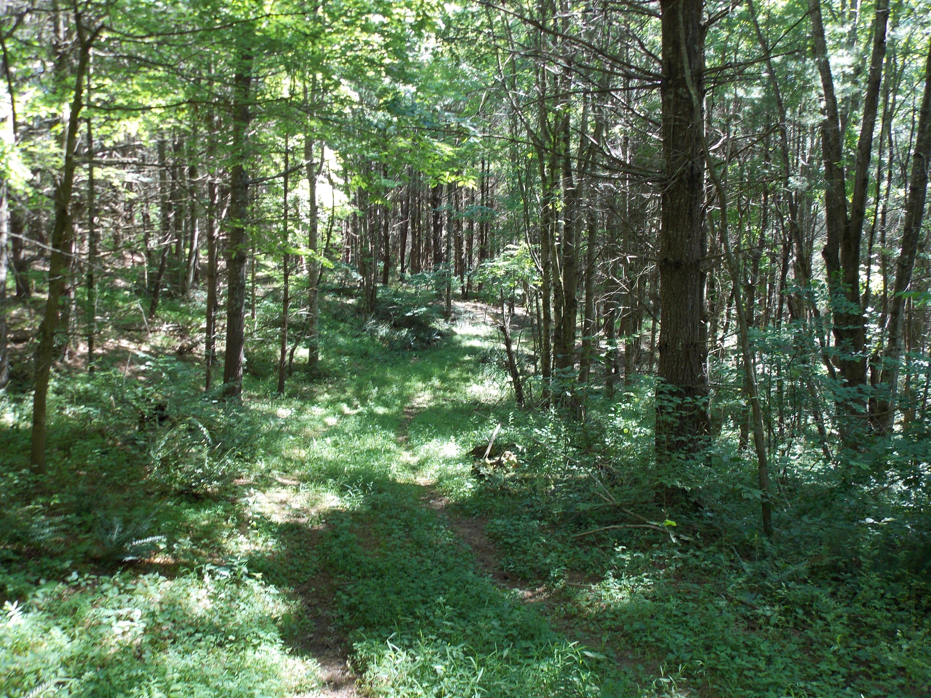 4147 Webbs Mill Road North Riner, VA 24149 - Photo 31 of 53 a view of forest