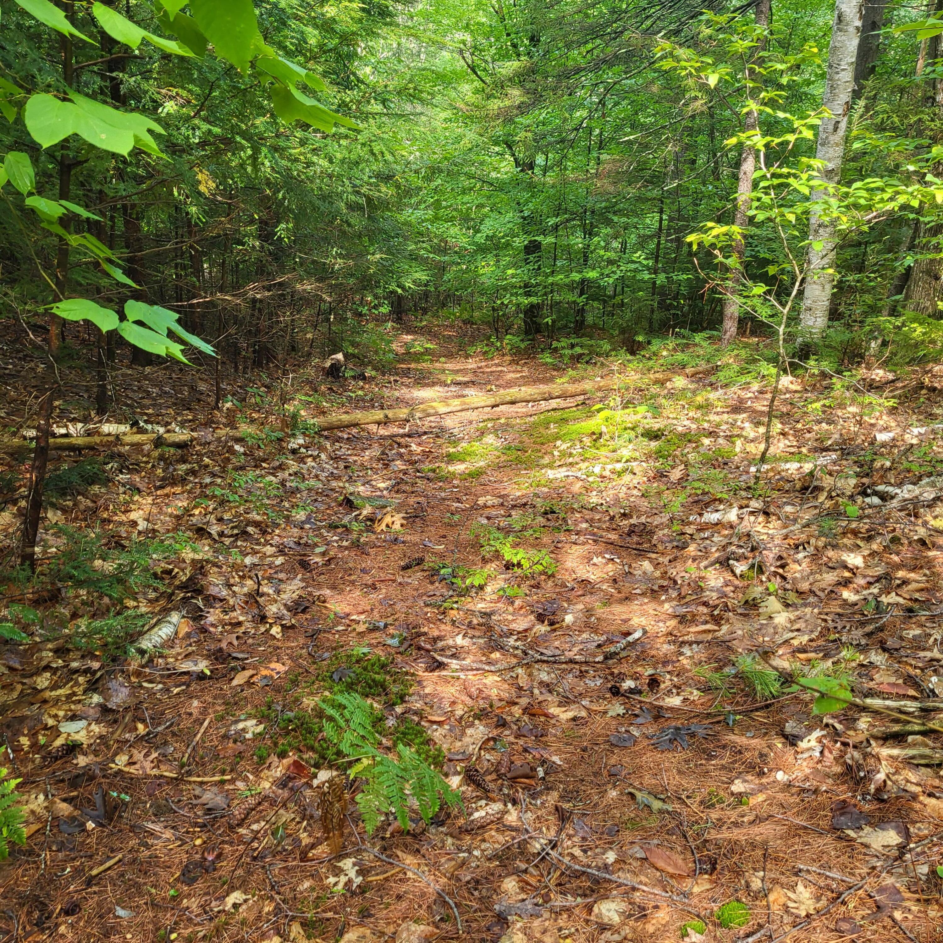 21 Andrews Road Woodstock, ME 04219 - Photo 44 of 56 Wooded lot