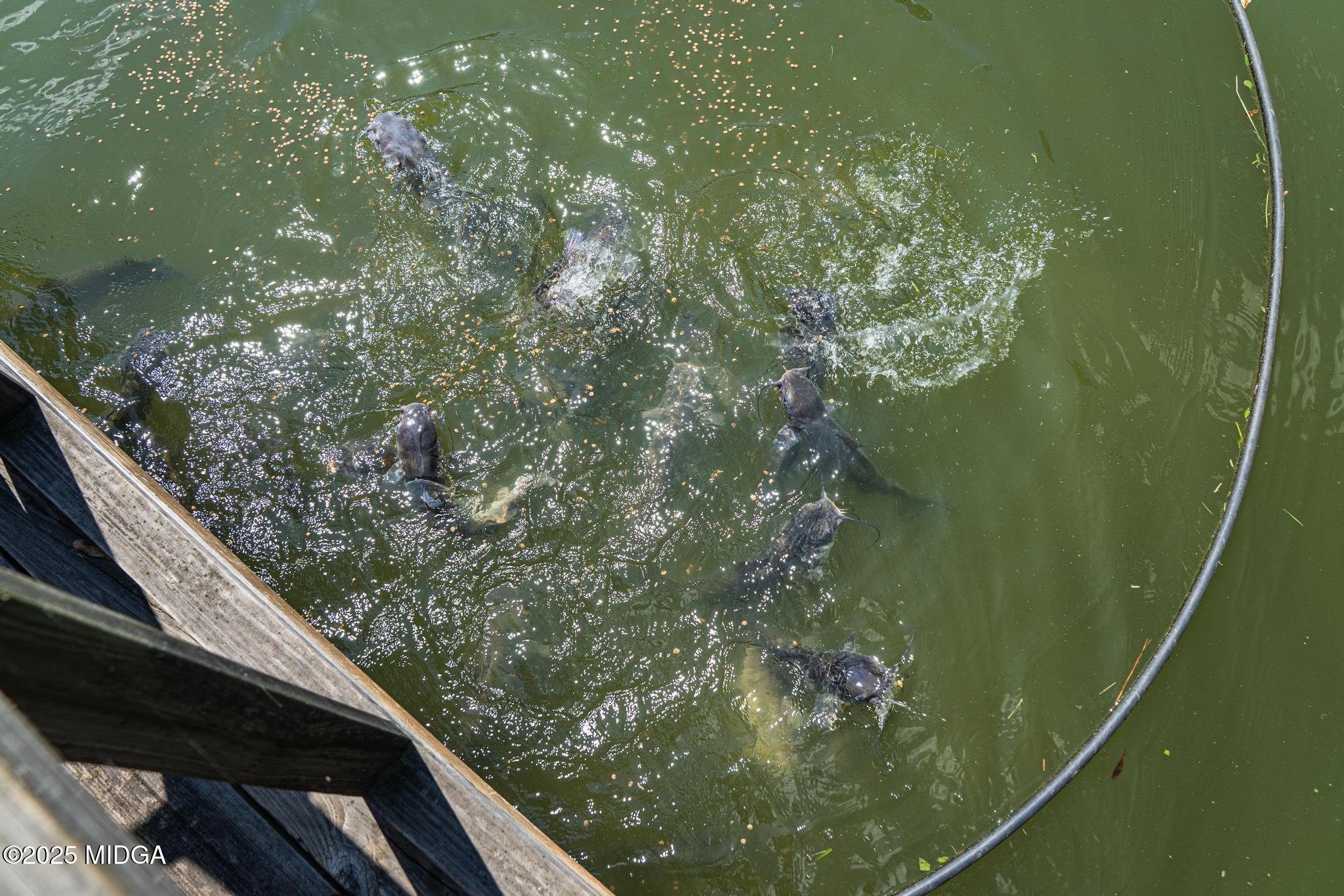 369 Abares Road Forsyth, GA 31029 - Photo 52 of 55 a few of the catfish