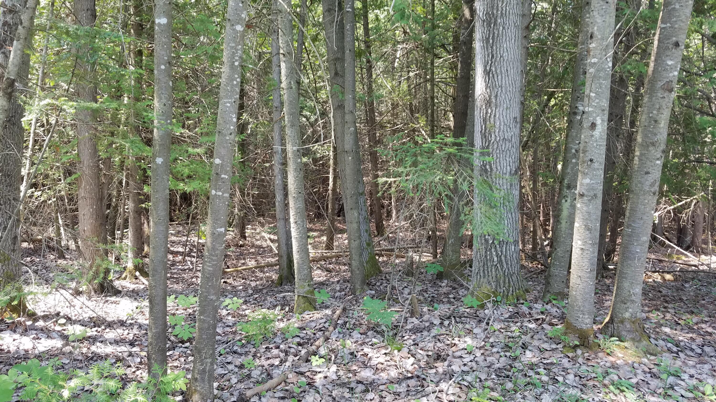 7351 East Hamilton Road Alpena, MI 49707 - Photo 32 of 45 Gallery Image 32
