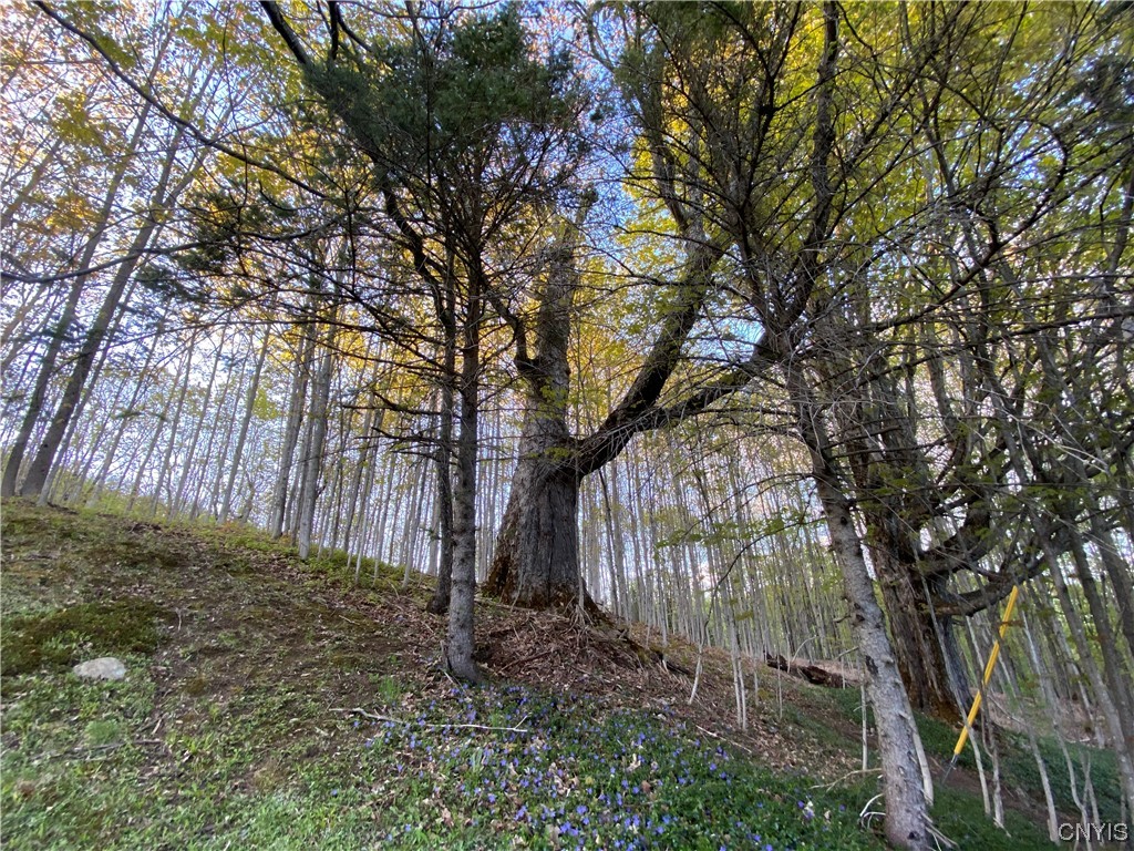 3821 Foothill Road Turin, NY 13473 - Photo 6 of 18