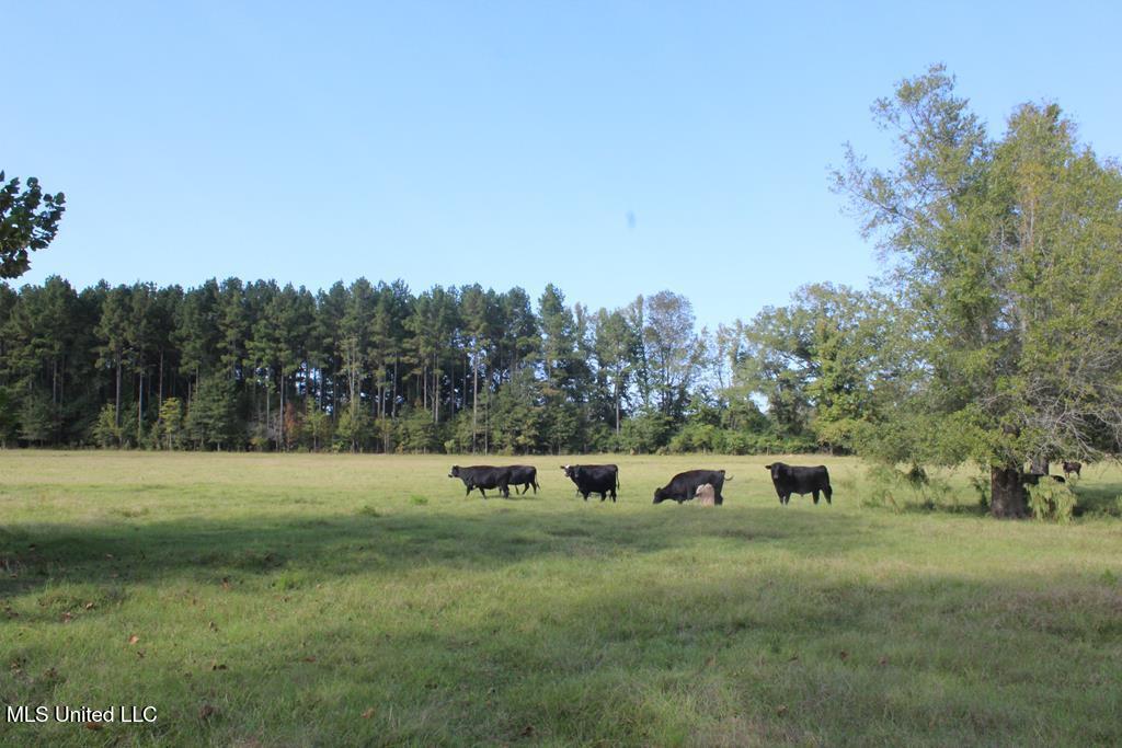 East Lower Rockport Road Newhebron, MS 39140 - Photo 9 of 17 50 ac Lower Rock Port Rd 9