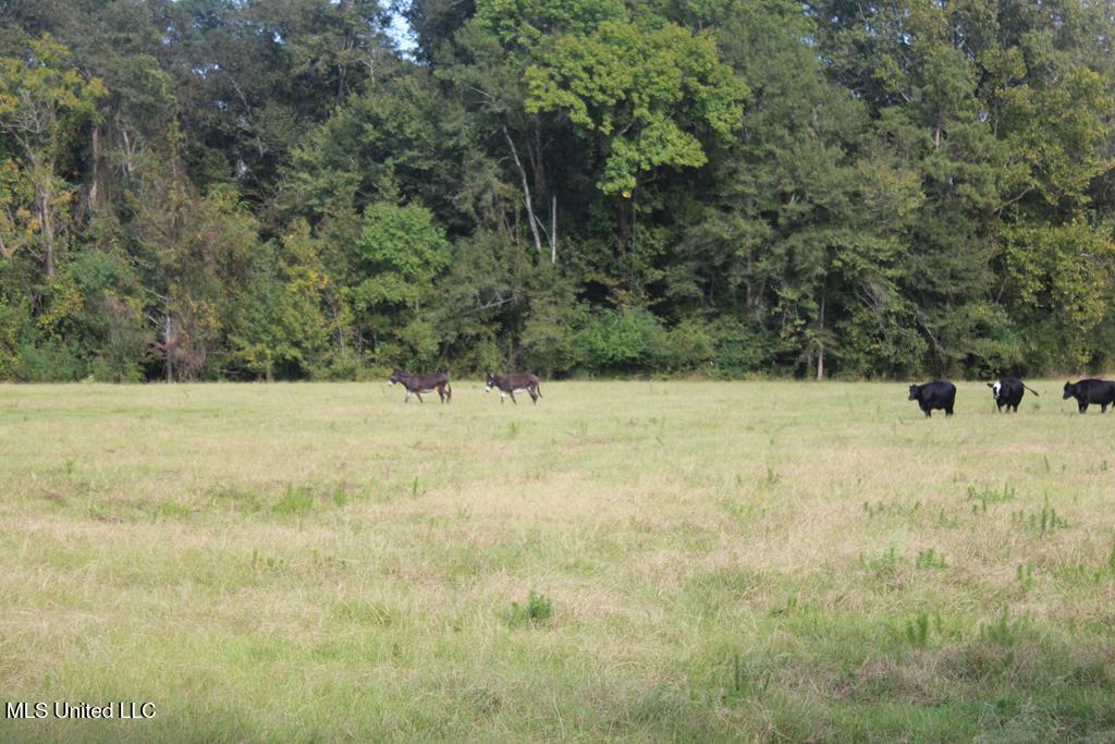 East Lower Rockport Road Newhebron, MS 39140 - Photo 10 of 17 50 ac Lower Rock Port Rd 10