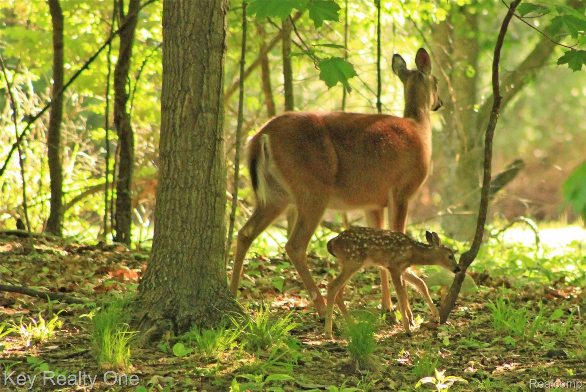 1177 Mill Valley Street Rochester, MI 48306 - Photo 26 of 28 Fawn.jpg