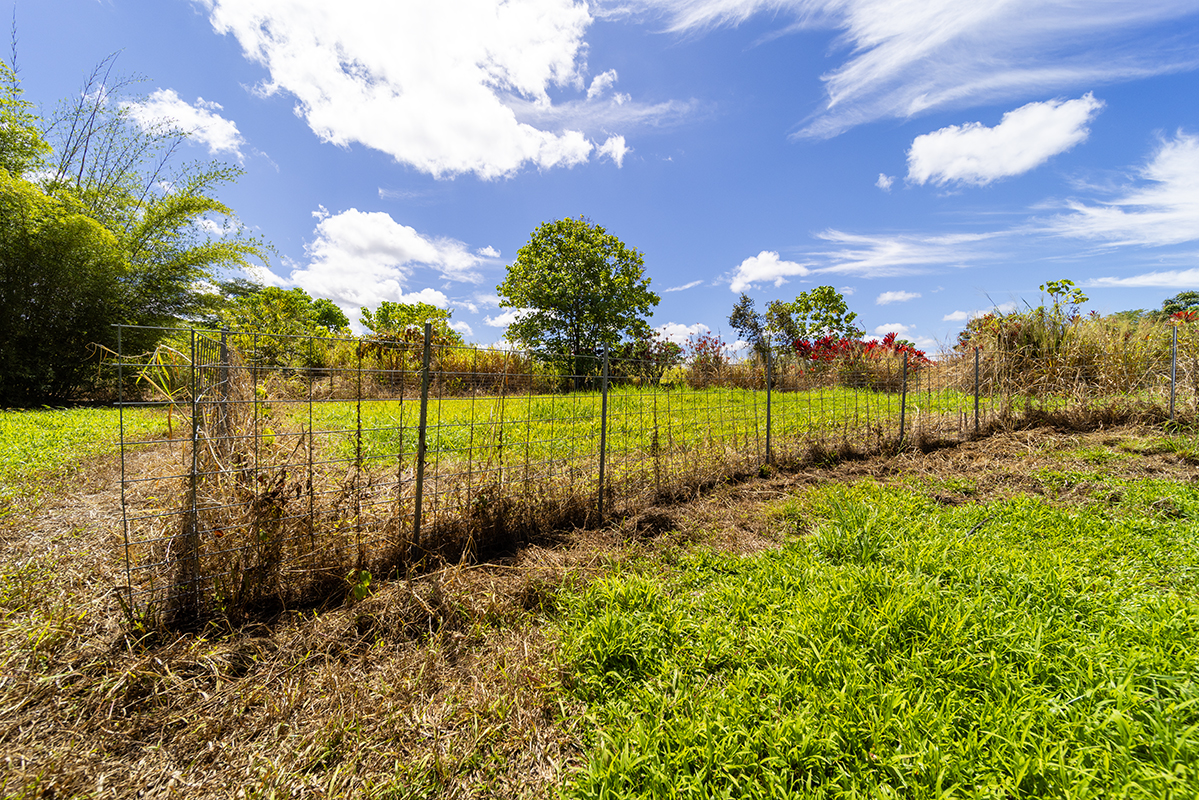 17-497 Homestead Road Kurtistown, HI 96760 - Photo 23 of 28 a view of a garden