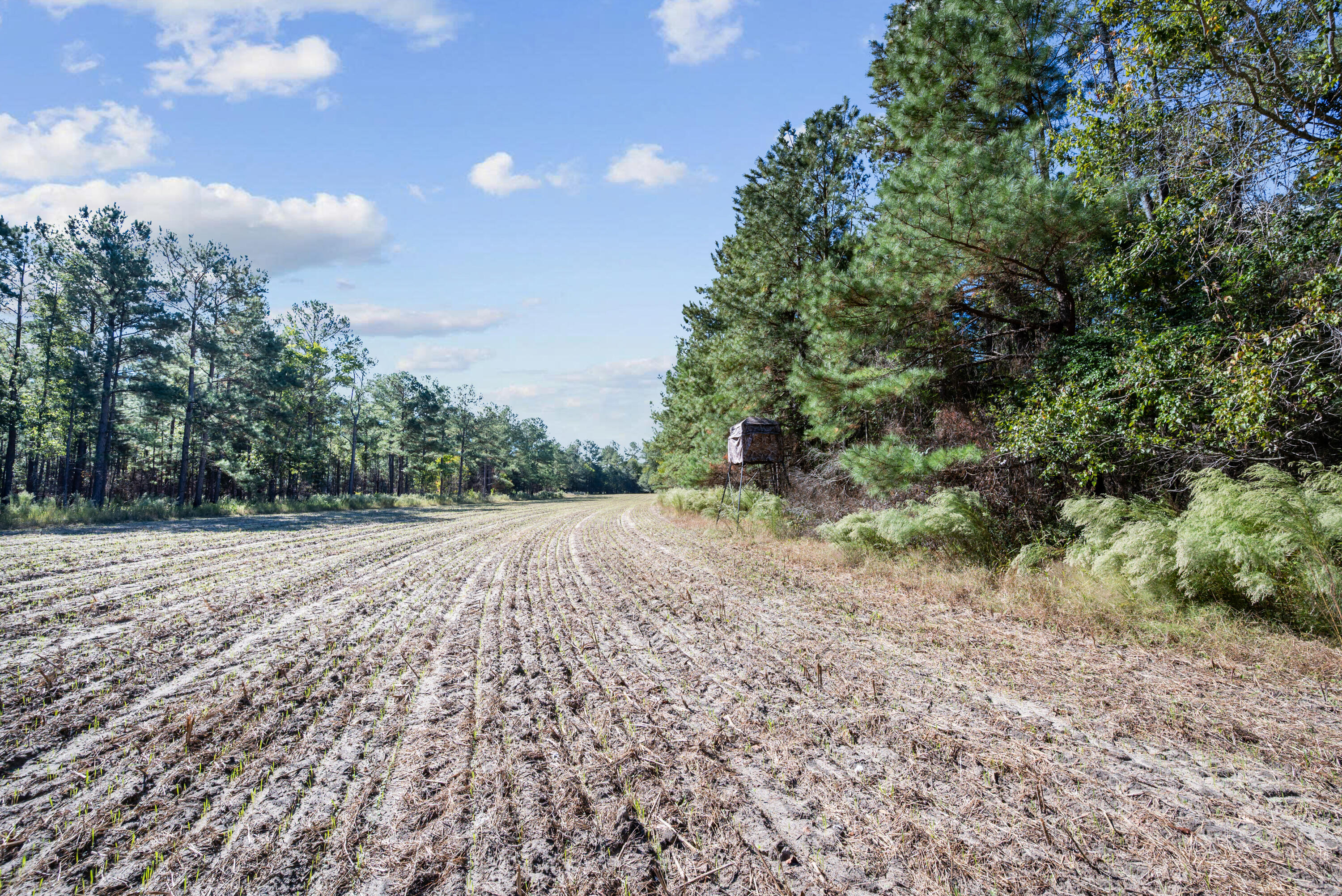 7901 State Rd S-6-169 Blackville, SC 29817 - Photo 70 of 89