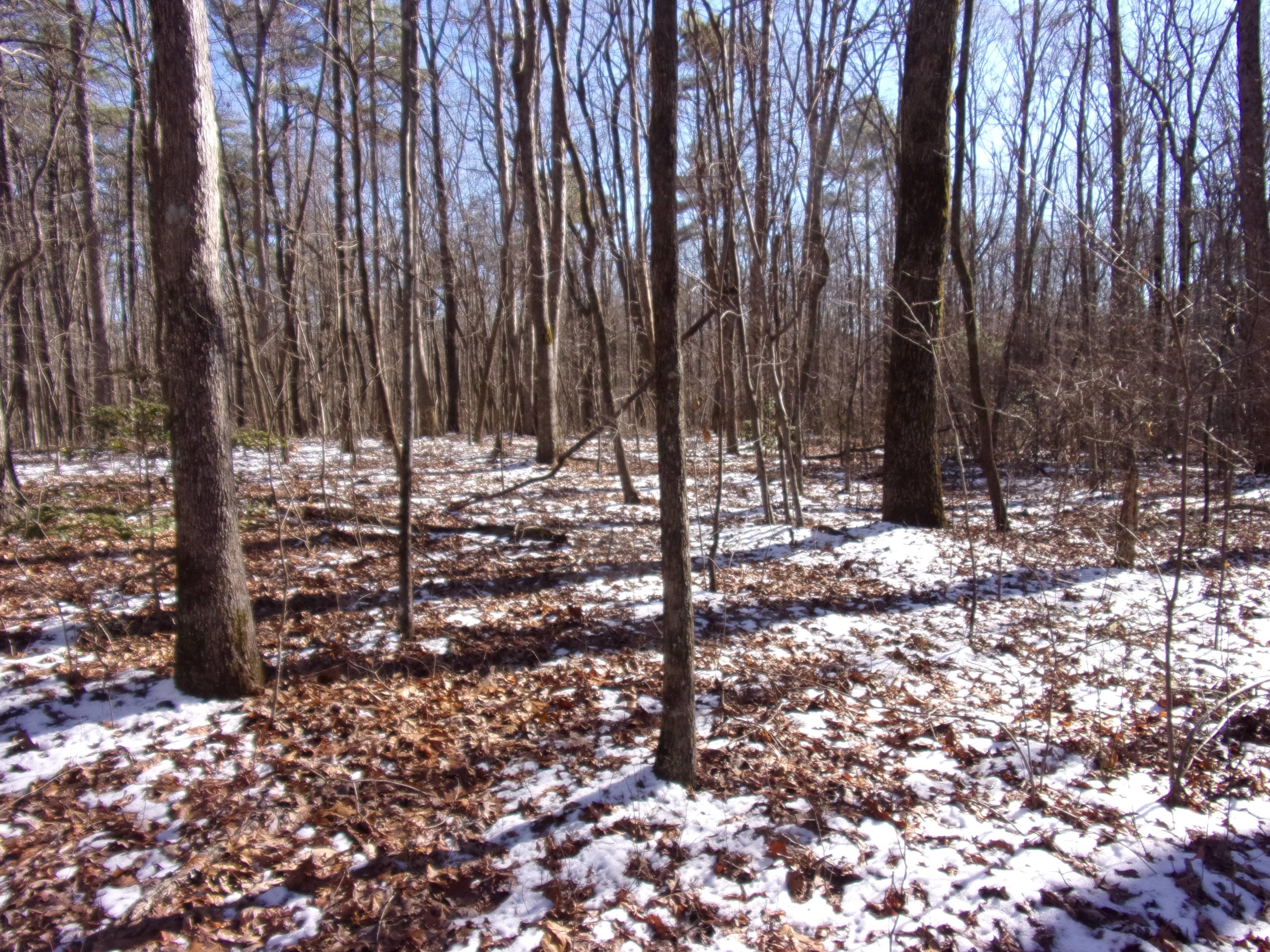 0 Lou Road, Unit 91 Pikeville, TN 37367 - Photo 11 of 16 101_1978