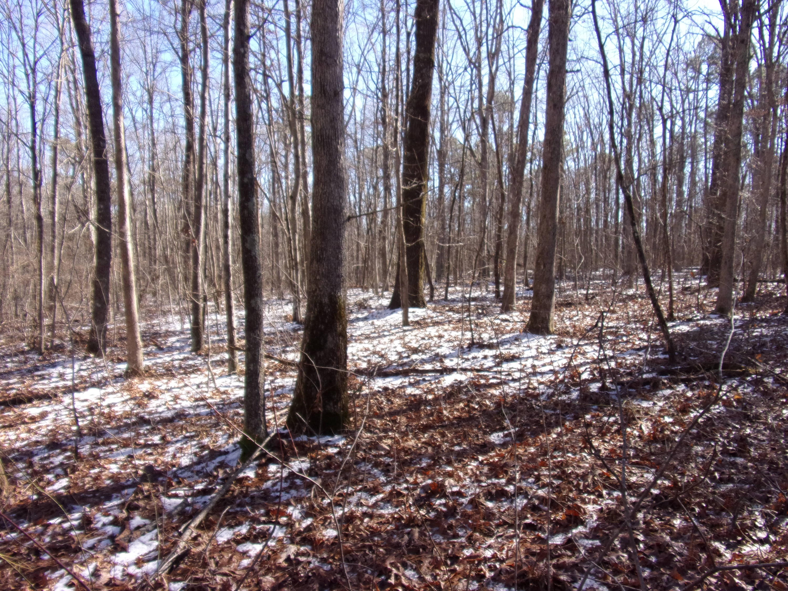 0 Lou Road, Unit 91 Pikeville, TN 37367 - Photo 5 of 16 101_1970