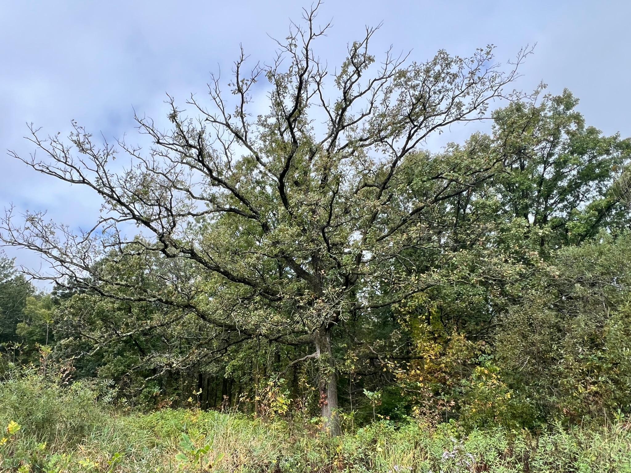 10038 County Road 8 Brainerd, MN 56401 - Photo 7 of 24