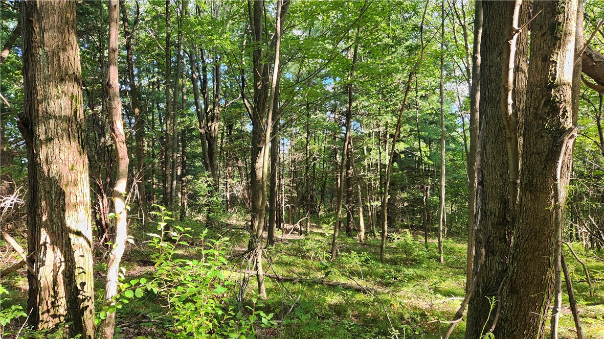 Longsdorf Road Naples, NY 14512 - Photo 14 of 35