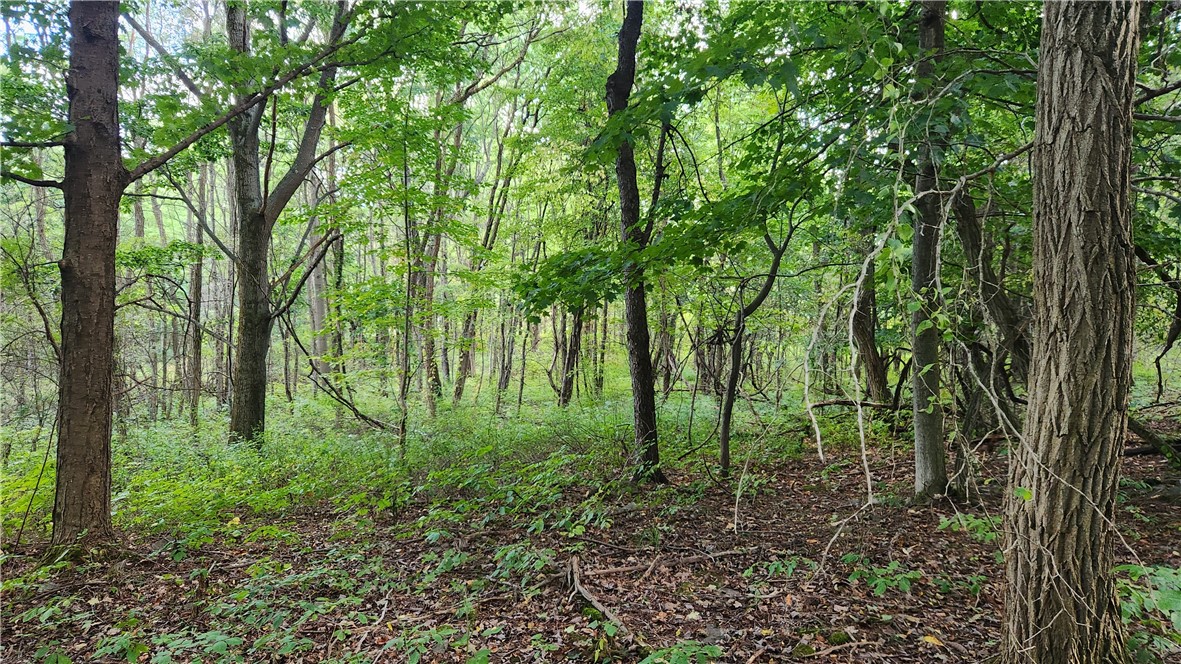 Longsdorf Road Naples, NY 14512 - Photo 17 of 35