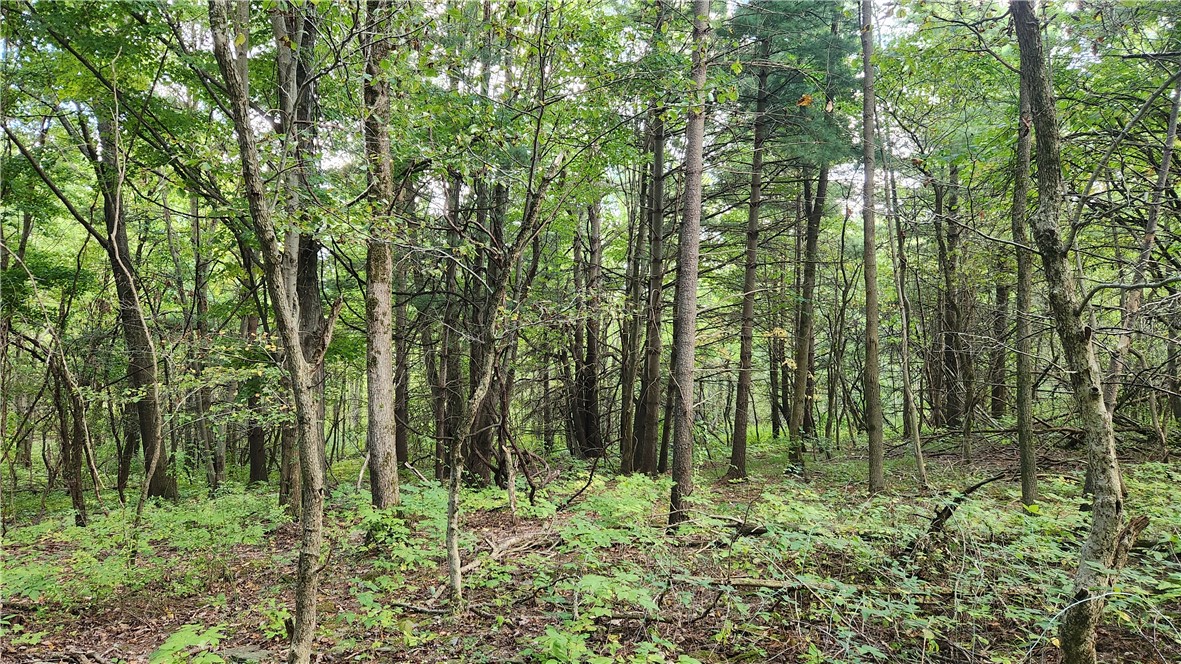 Longsdorf Road Naples, NY 14512 - Photo 19 of 35