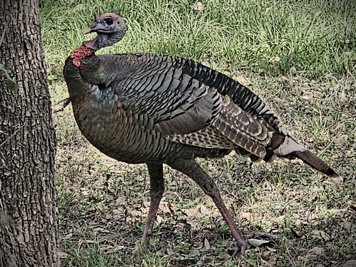250 East Ridgewood Road Georgetown, TX 78633 - Photo 14 of 15 a view of entryway in the house