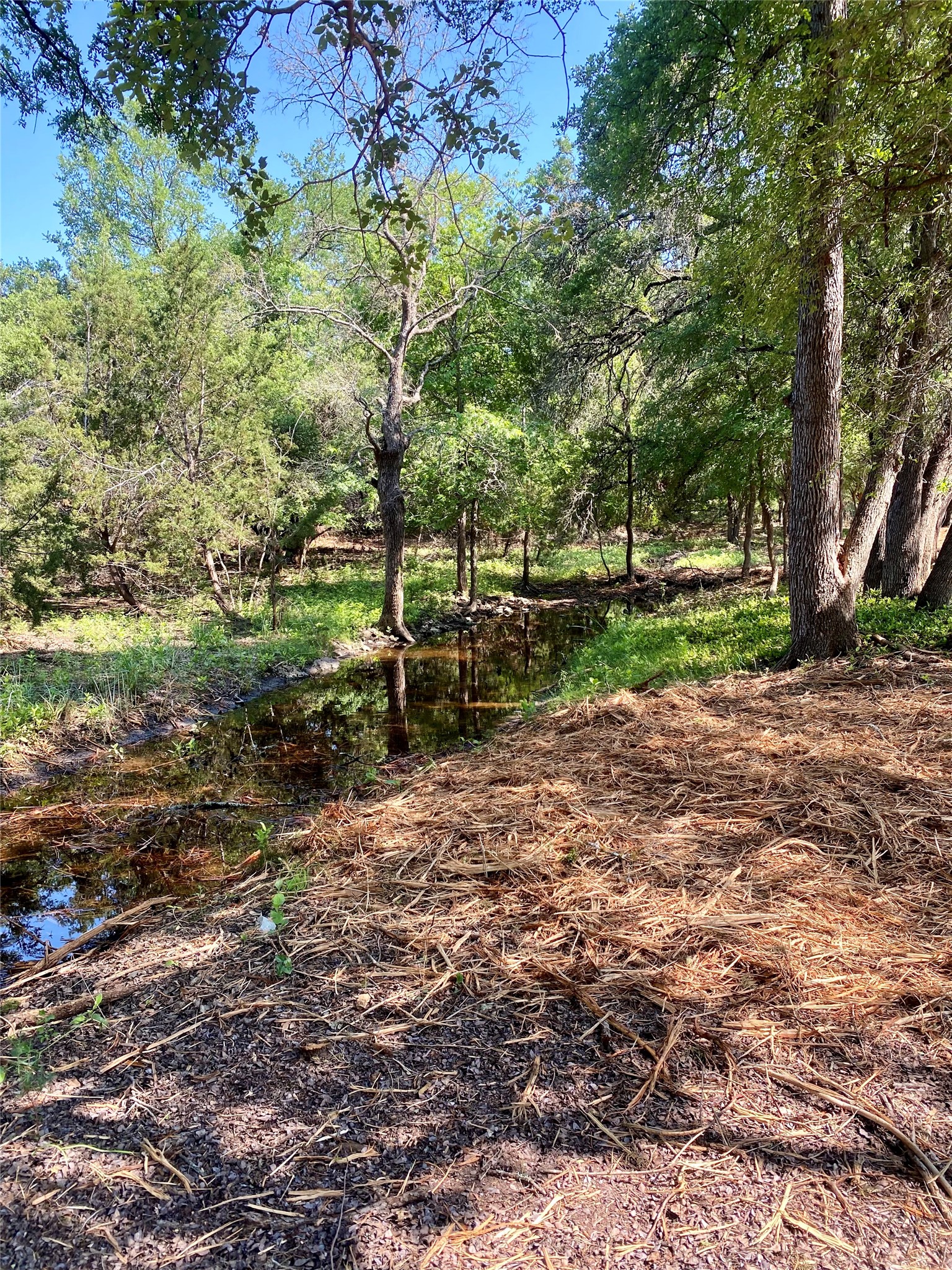 250 East Ridgewood Road Georgetown, TX 78633 - Photo 7 of 15 a view of a yard with plants and trees