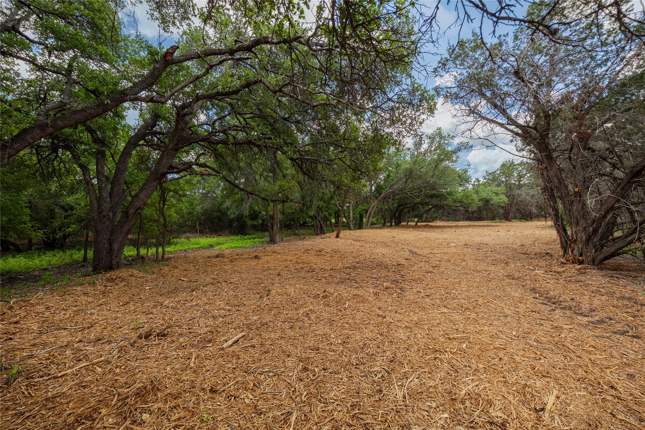 250 East Ridgewood Road Georgetown, TX 78633 - Photo 10 of 15 a view of backyard with tree