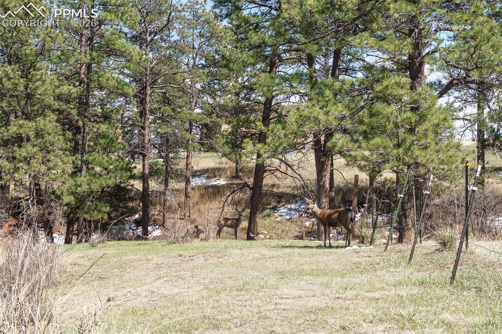 1851 Buttercup Road Elizabeth, CO 80107 - Photo 46 of 47 a view of a yard with trees