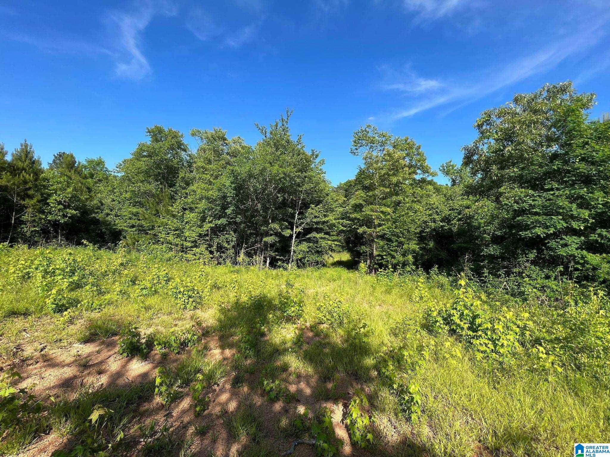 10-acres Paul Bolton Road, Unit 10 Oakman, AL 35579 - Photo 1 of 9