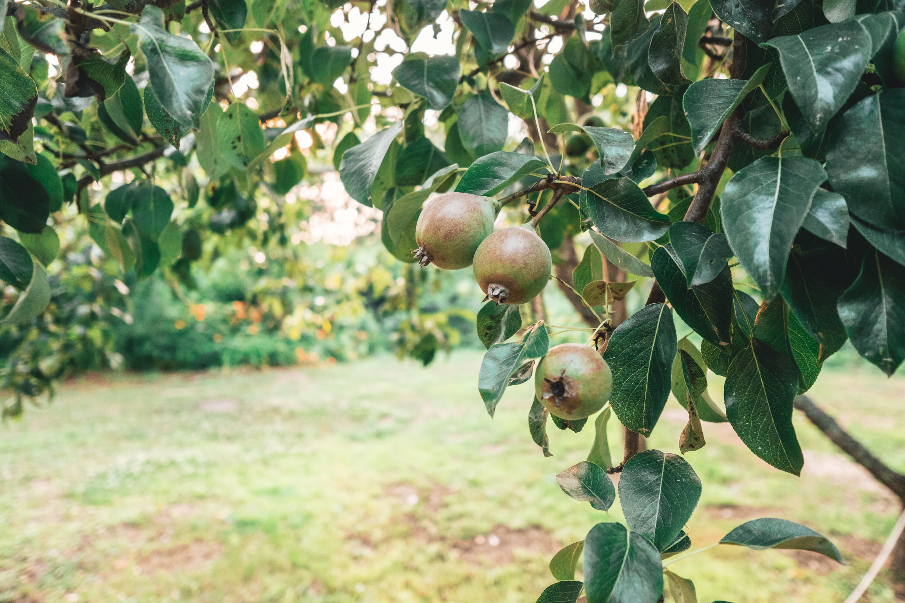 333 Bonny Eagle Road Standish, ME 04084 - Photo 68 of 79 apples-1166