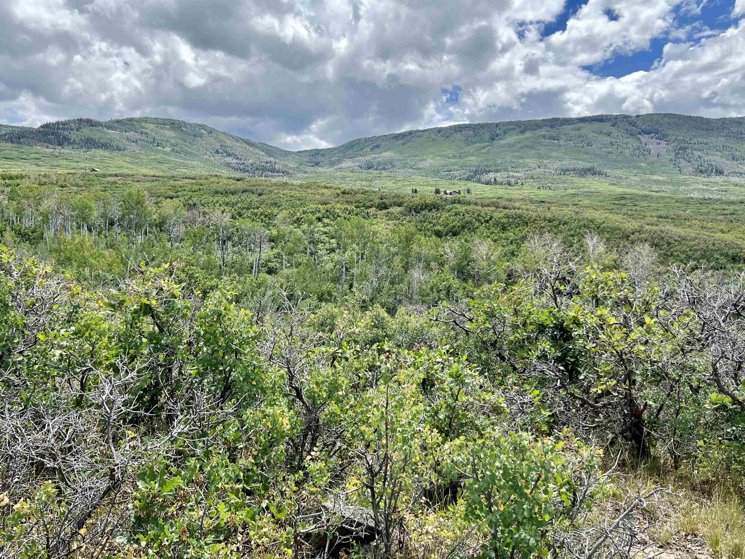 50106 Bear Run Drive Mesa, CO 81643 - Photo 18 of 18 a view of a big yard with plants and a large tree