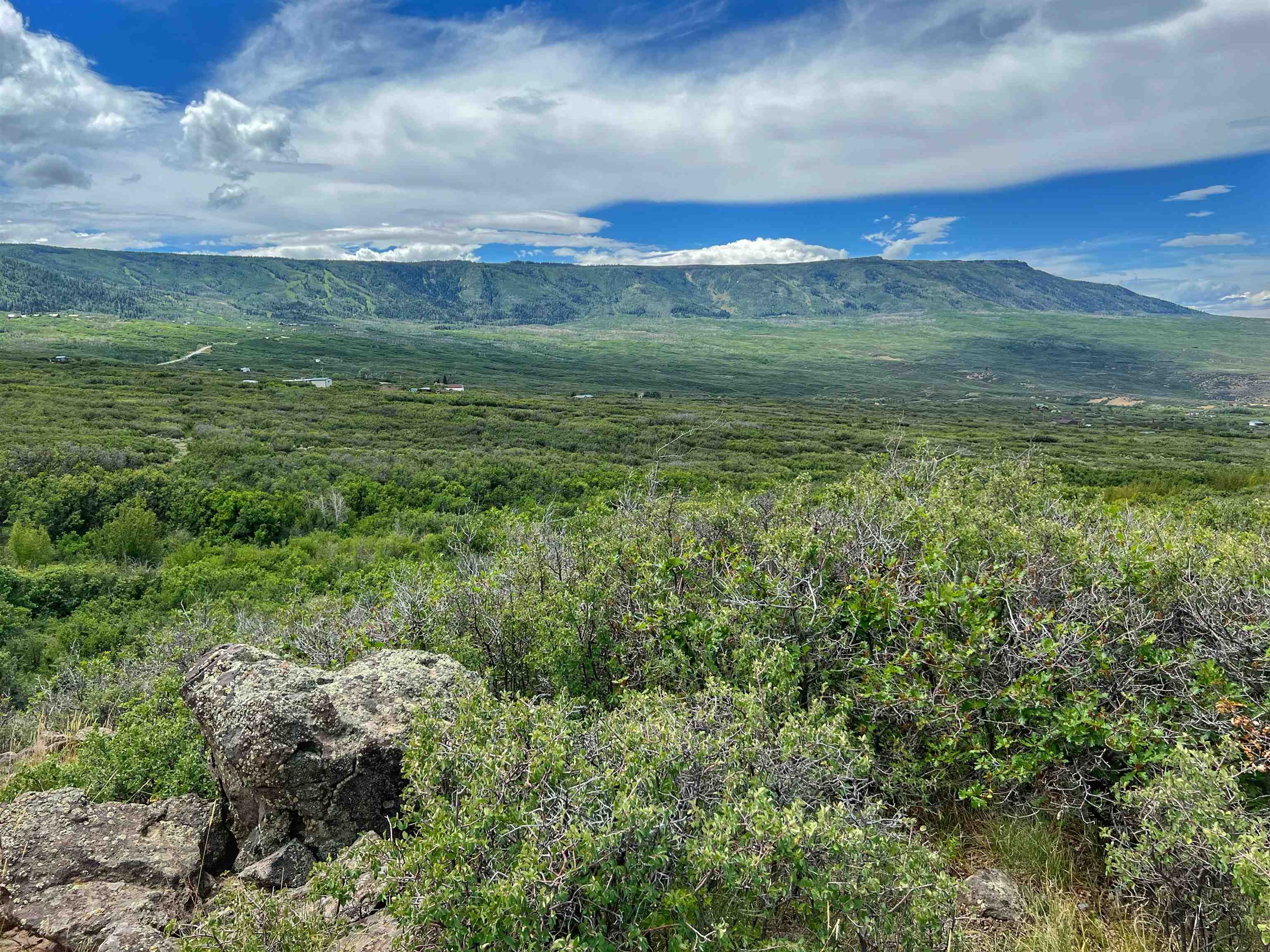 50106 Bear Run Drive Mesa, CO 81643 - Photo 6 of 18 a view of a lush green forest with an houses