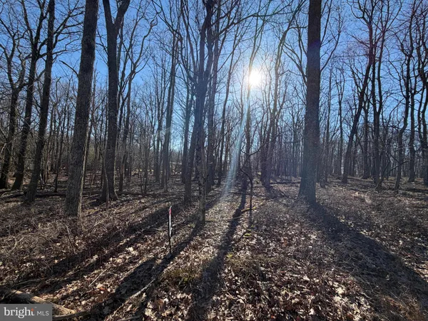 a view of outdoor space with lots of trees