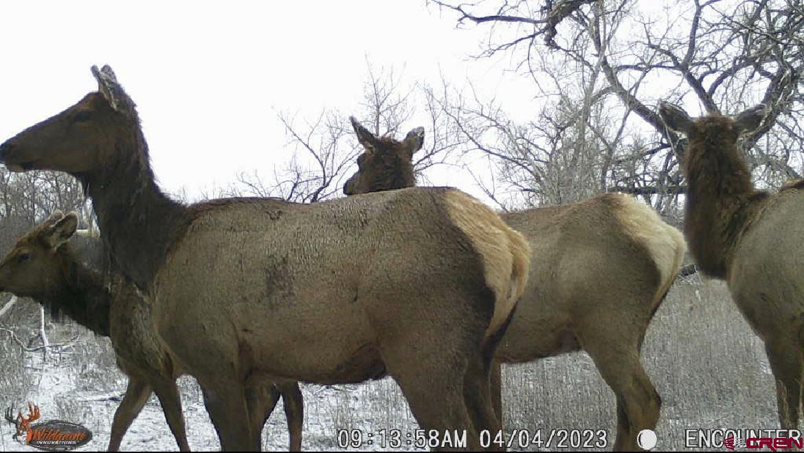 35971 Back River Road Hotchkiss, CO 81419 - Photo 18 of 20 a close up of a tree in a backyard