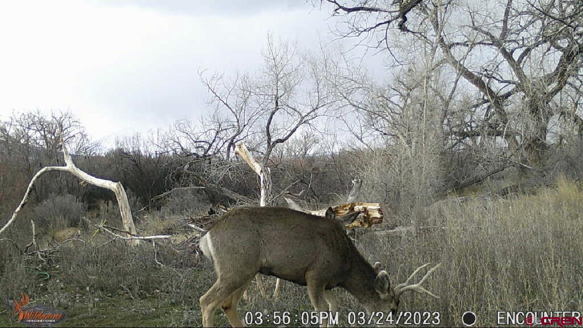 35971 Back River Road Hotchkiss, CO 81419 - Photo 20 of 20 a view of outdoor space and garden