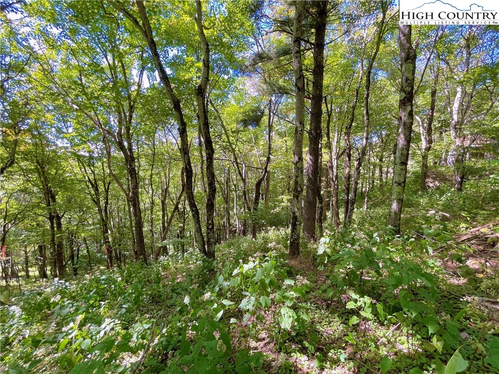 Wild Turkey Ridge Boone, NC 28607 - Photo 12 of 23 Gallery Image 12