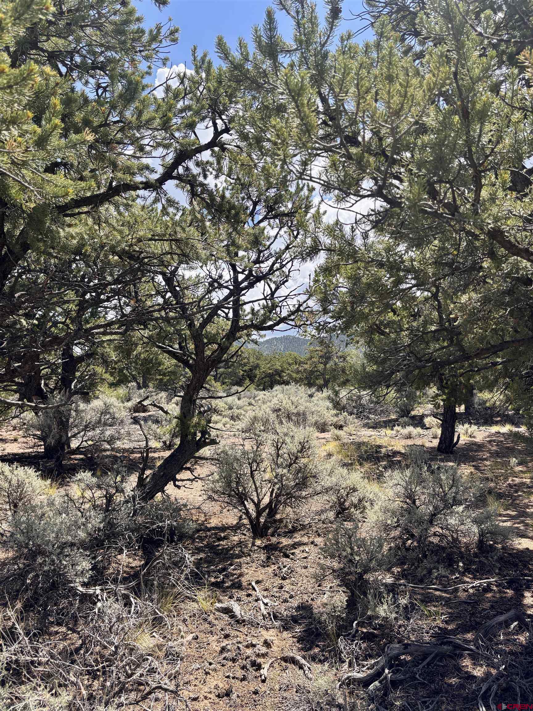1134 Jorgulesco Road Fort Garland, CO 81133 - Photo 2 of 14 a view of a tree in a yard