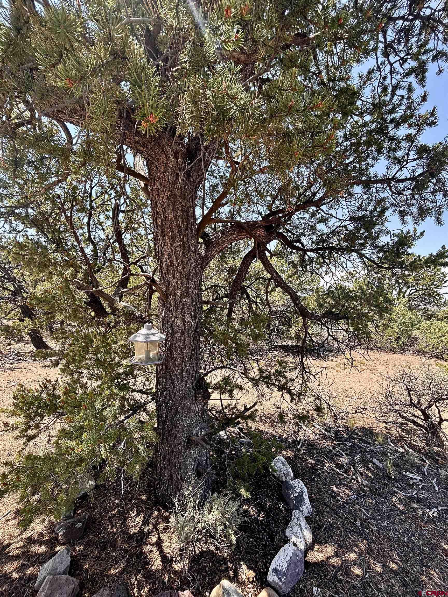 1134 Jorgulesco Road Fort Garland, CO 81133 - Photo 6 of 14 a view of a large tree