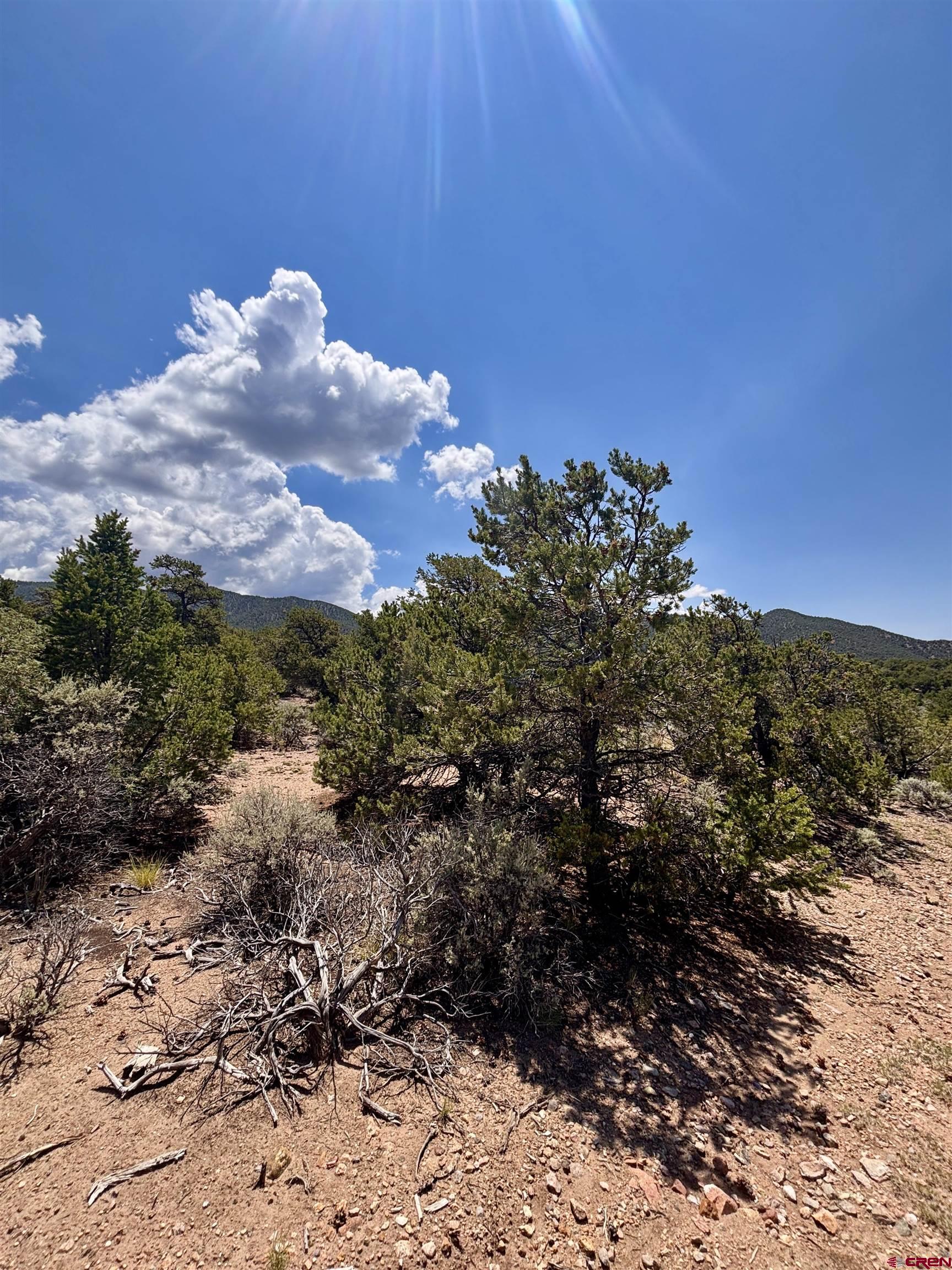 1134 Jorgulesco Road Fort Garland, CO 81133 - Photo 8 of 14 a view of a bunch of trees and bushes