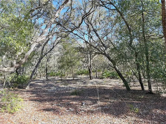 a view of a yard with plants and trees