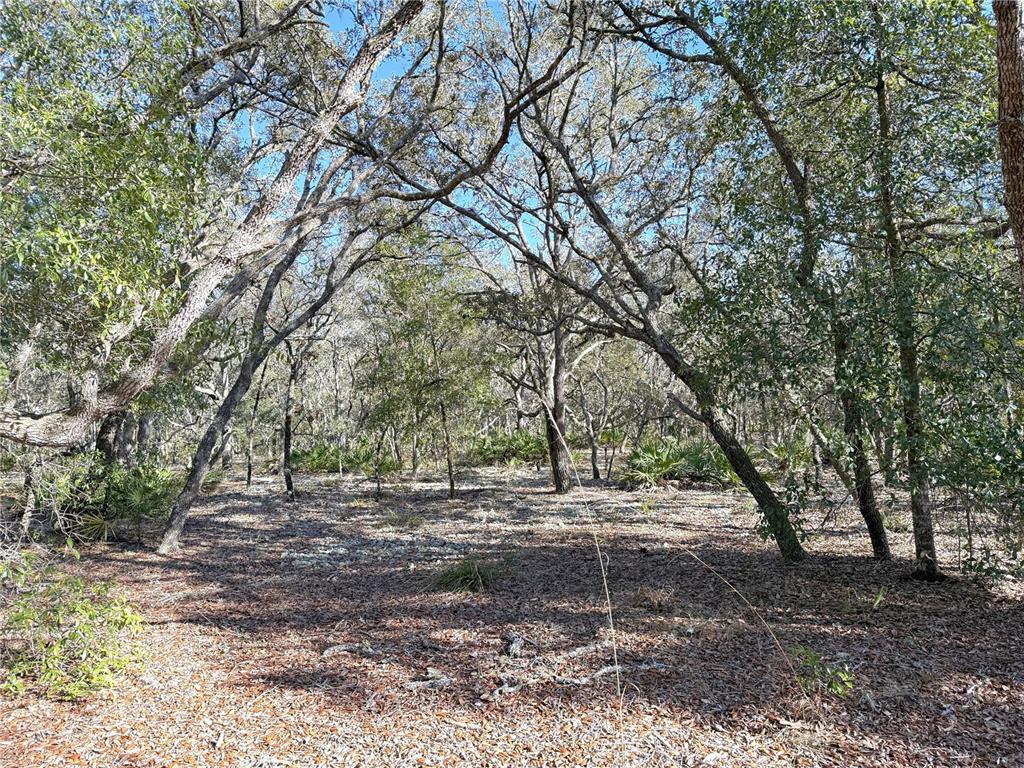 8261 Northeast 118 Terrace Bronson, FL 32621 - Photo 40 of 43 a view of backyard with green space