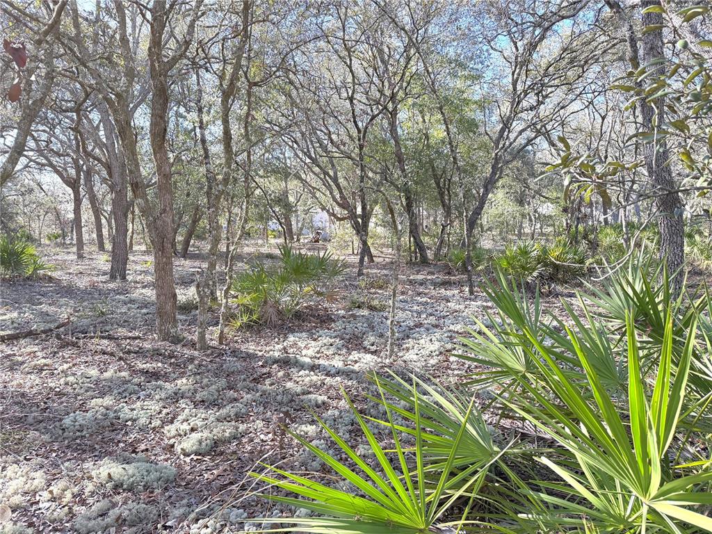 8261 Northeast 118 Terrace Bronson, FL 32621 - Photo 41 of 43 a view of a yard with plants and trees