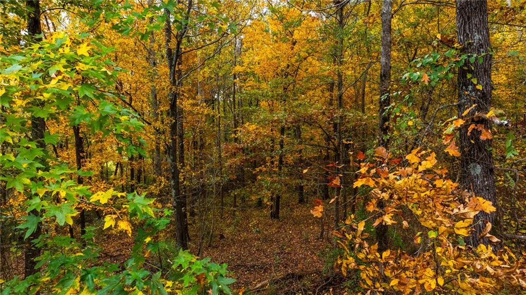 84 Cline Smith Road Northeast Cartersville, GA 30121 - Photo 10 of 14 a view of a tree