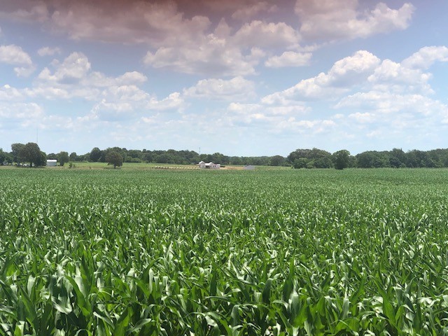 0 Swann Road Cross Plains, TN 37049 - Photo 2 of 15 a view of a big yard with plants and a large tree