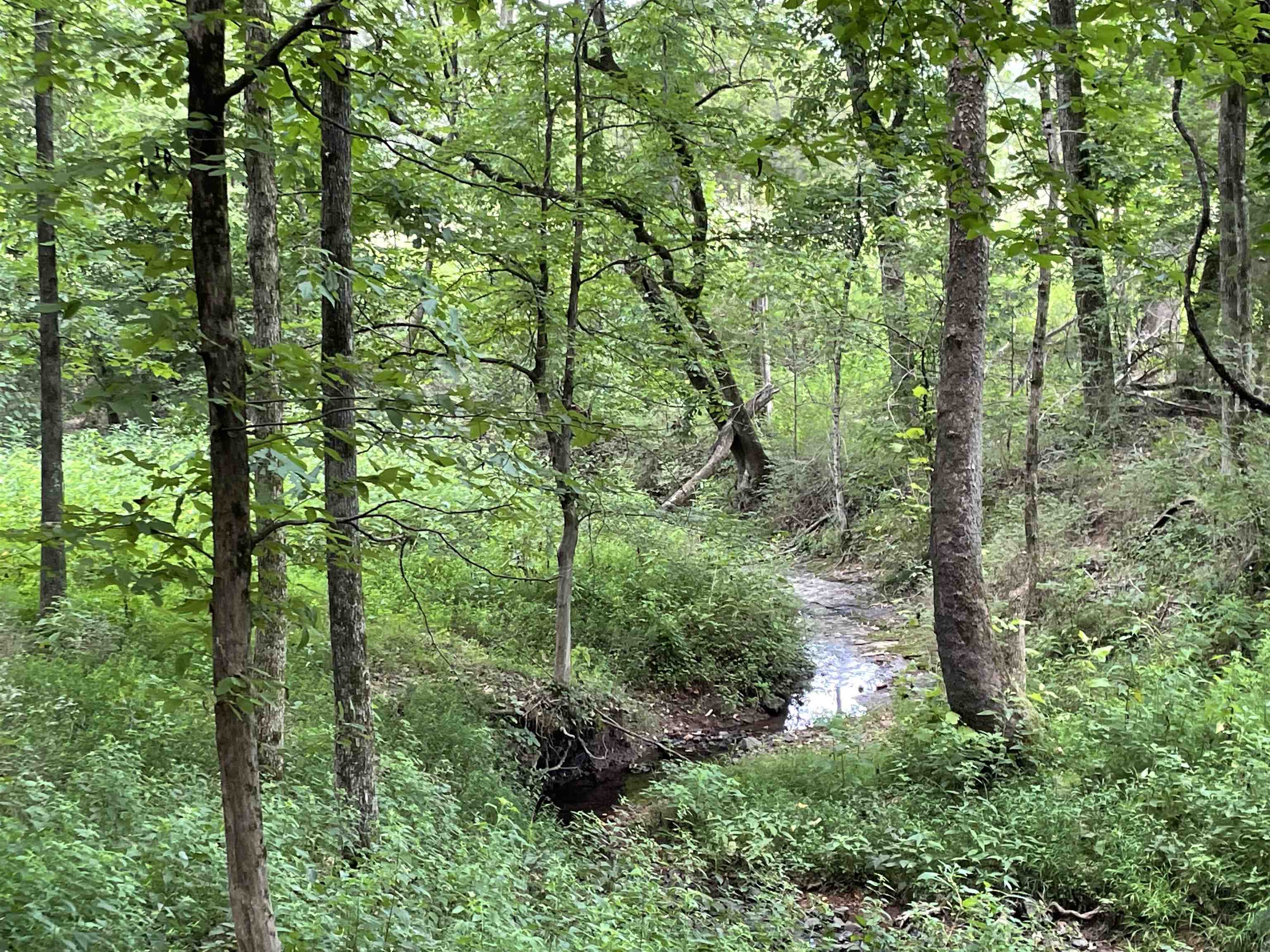 2245 Big Ivy Road Savannah, TN 38372 - Photo 25 of 37 a view of forest
