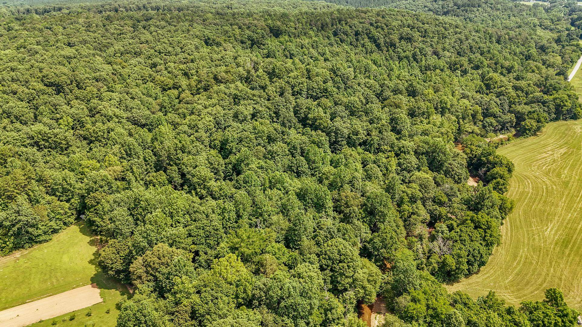 2245 Big Ivy Road Savannah, TN 38372 - Photo 4 of 37 a view of a large yard with plants and large tree