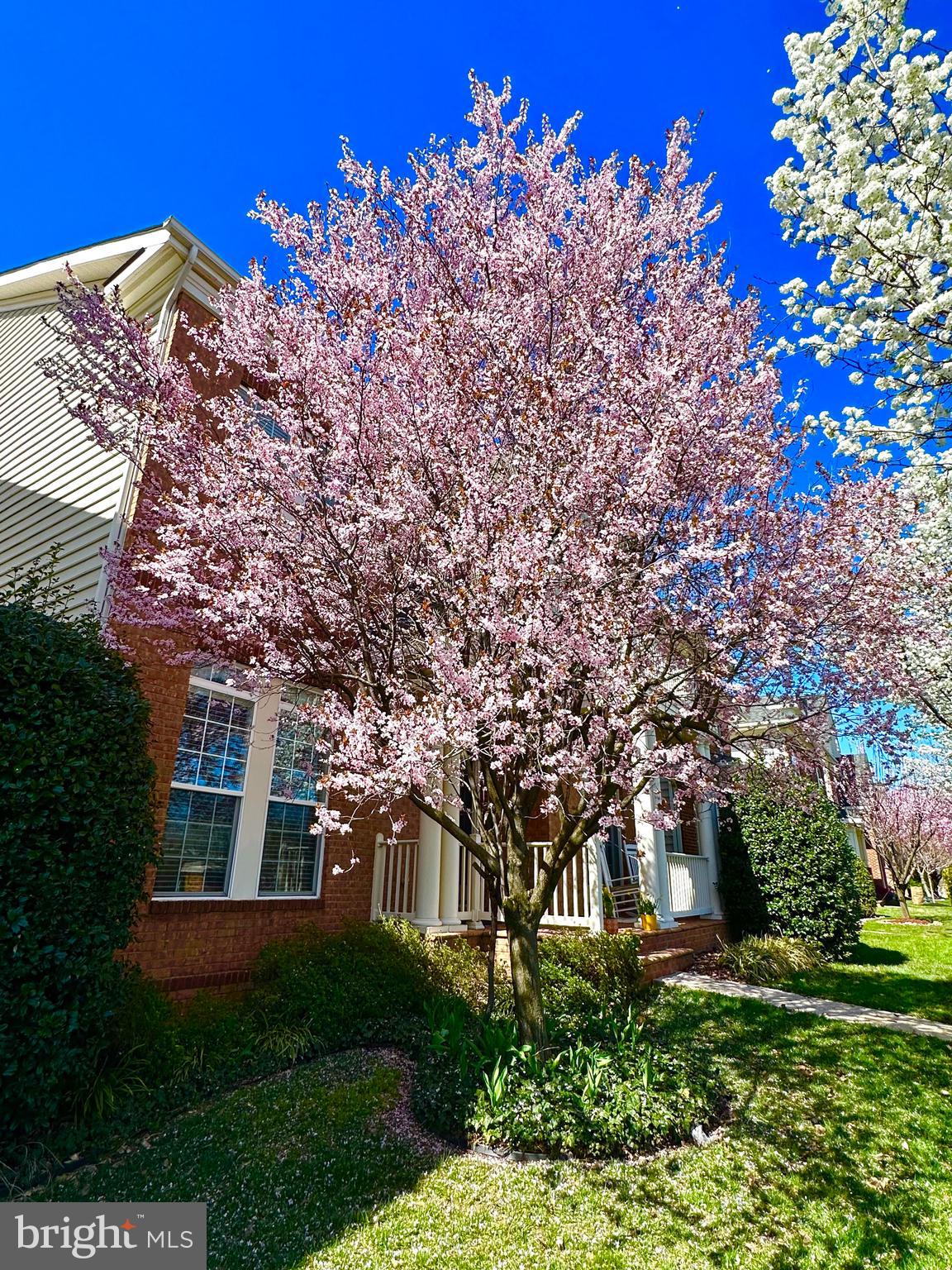 6319 Still Spring Place Alexandria, VA 22315 - Photo 4 of 94