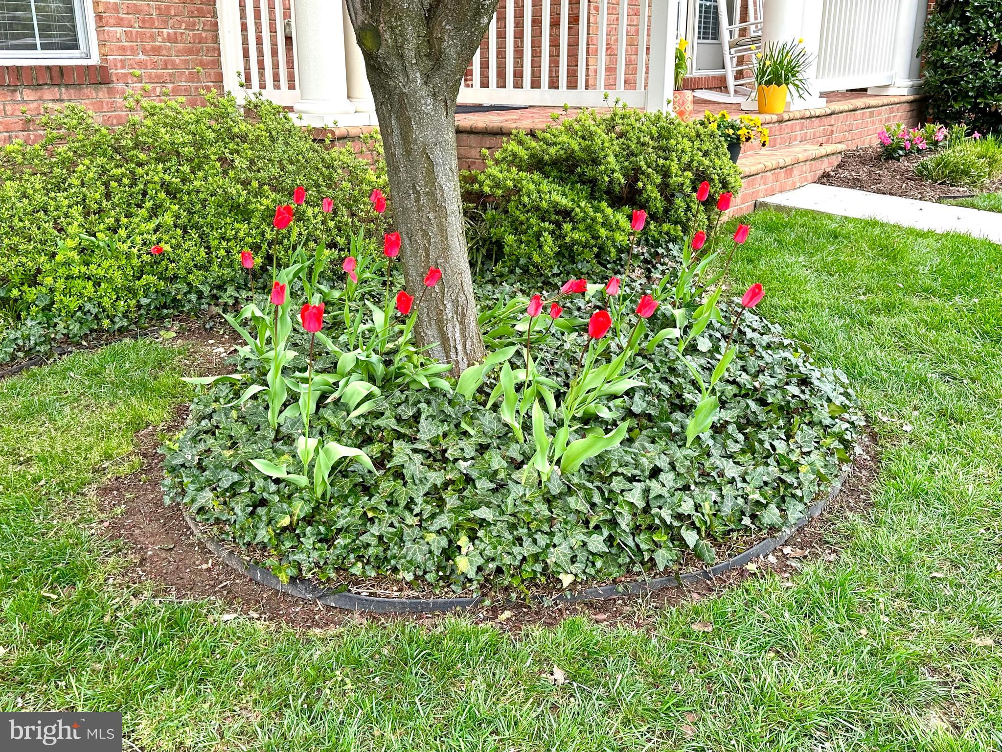 6319 Still Spring Place Alexandria, VA 22315 - Photo 90 of 94 Tulips! - Front Yard