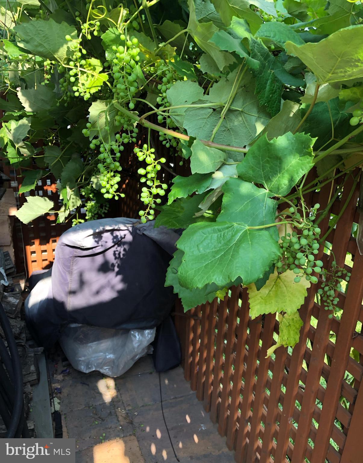 6319 Still Spring Place Alexandria, VA 22315 - Photo 91 of 94 Grapes - Back Yard