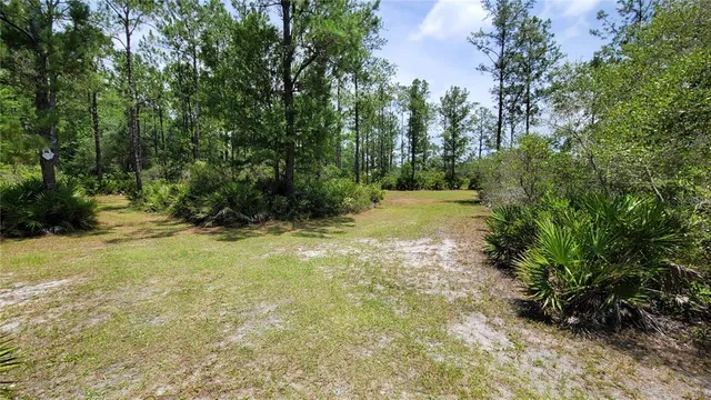 a view of a yard with plants and large trees