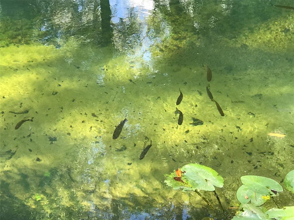 3690 Southeast 54th Avenue Morriston, FL 32668 - Photo 26 of 43 a bathroom with a yard
