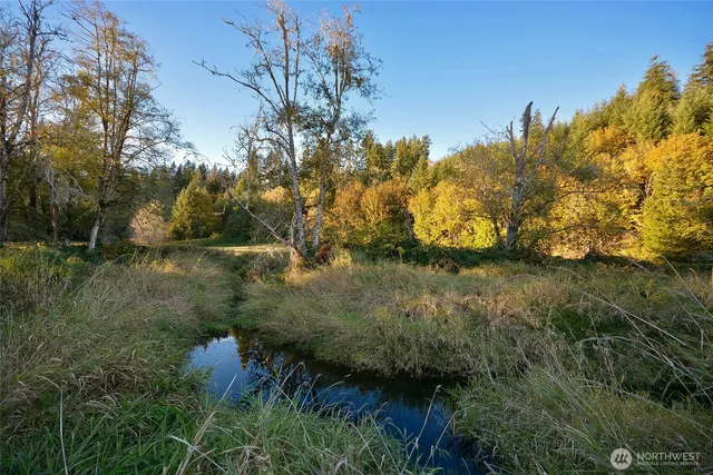 a view of a yard covered with trees