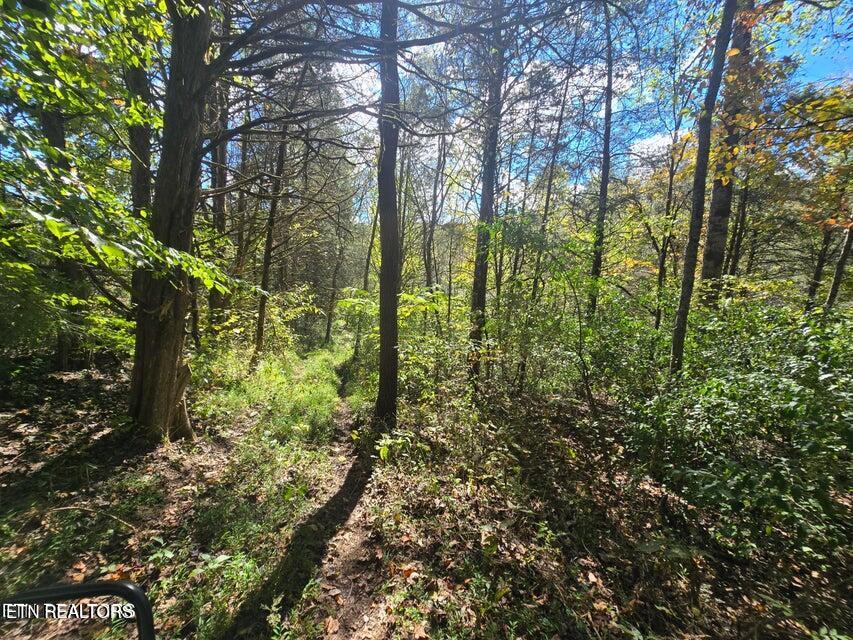 20377 Wilderness Road Rose Hill, VA 24281 - Photo 13 of 49 20251014002423241430000000-o