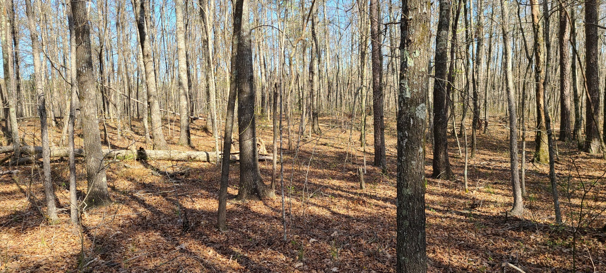 0 Gap Road McMinnville, TN 37110 - Photo 11 of 37