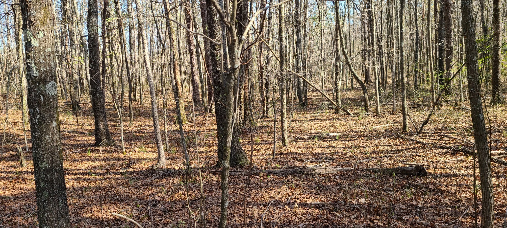 0 Gap Road McMinnville, TN 37110 - Photo 12 of 37